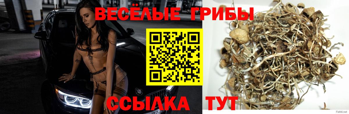 Галлюциногенные грибы Psilocybe Тихорецк